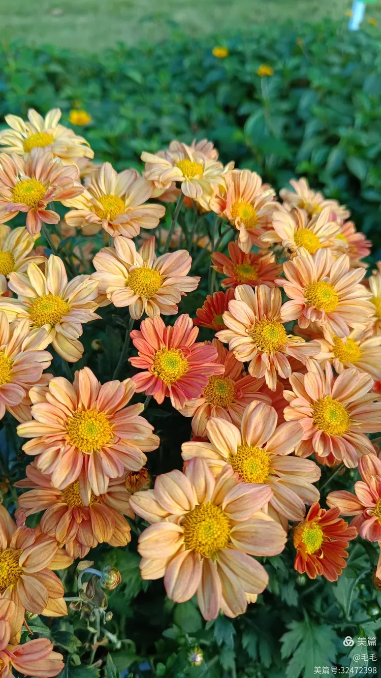 橘色小雏菊
